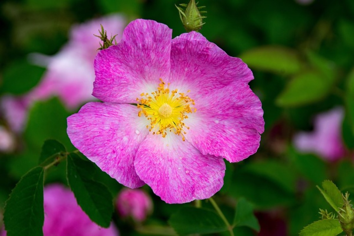 val tolosa - rosa gallica