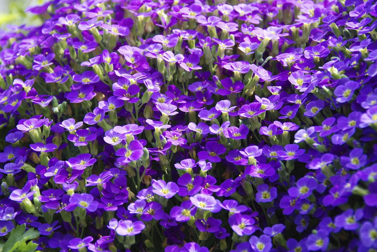 Une fleur de variété violette