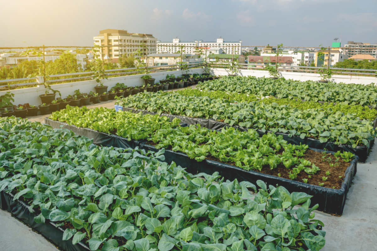 Immobilier durable  –  Des potagers urbains installés sur des toits d’immeubles