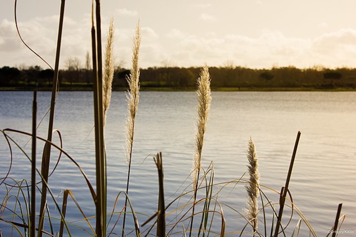 ou vivre autour de Toulouse en famille  - vue sur un lac à Tournefeuille