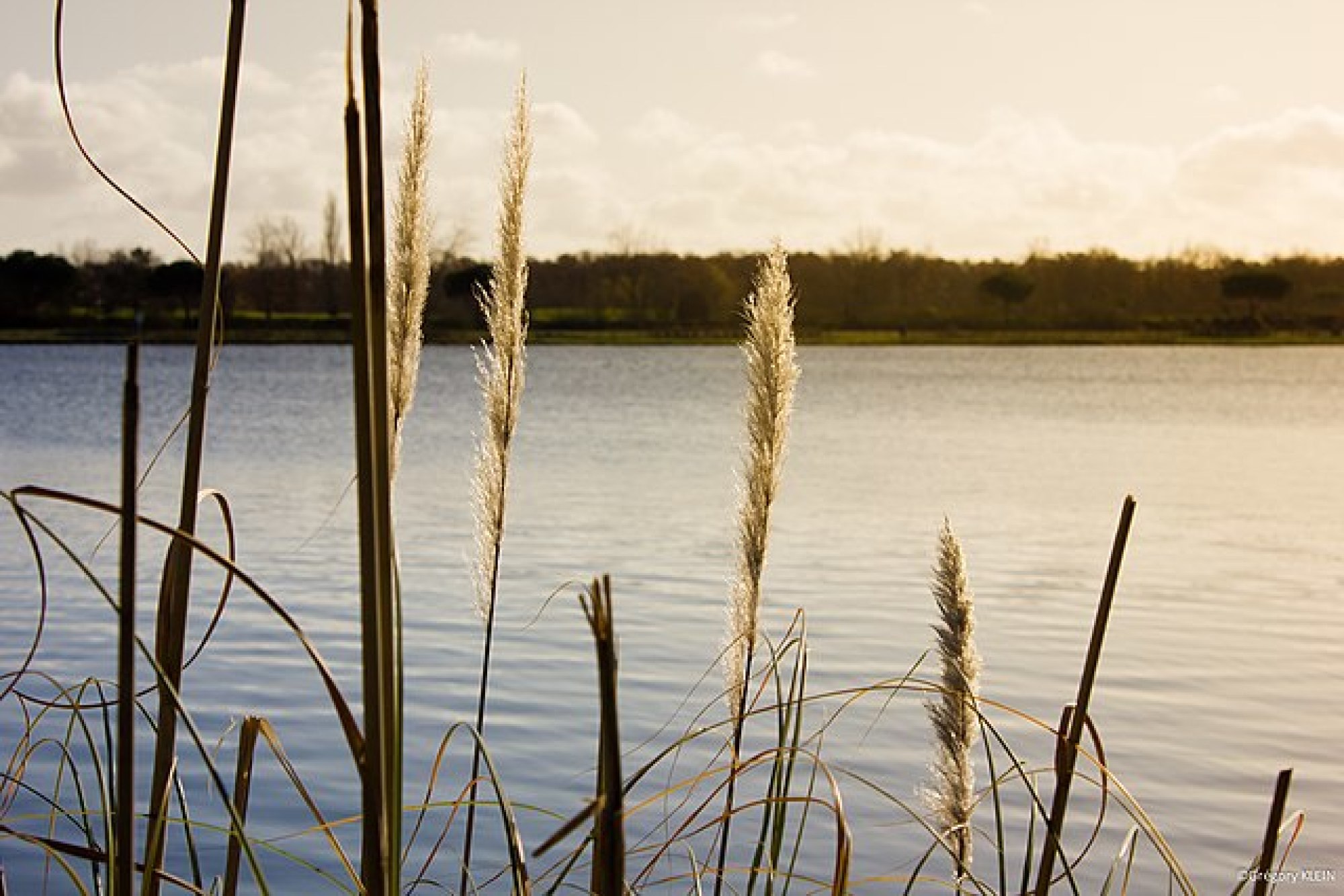 Lac de Tournefeuille