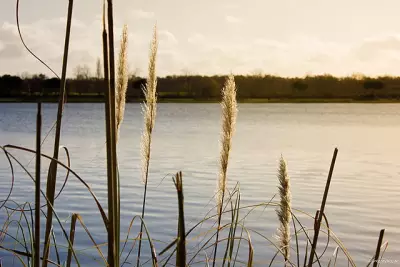 Actualité à Toulouse - Investir en loi Pinel à Tournefeuille : une oasis de verdure idéalement placée