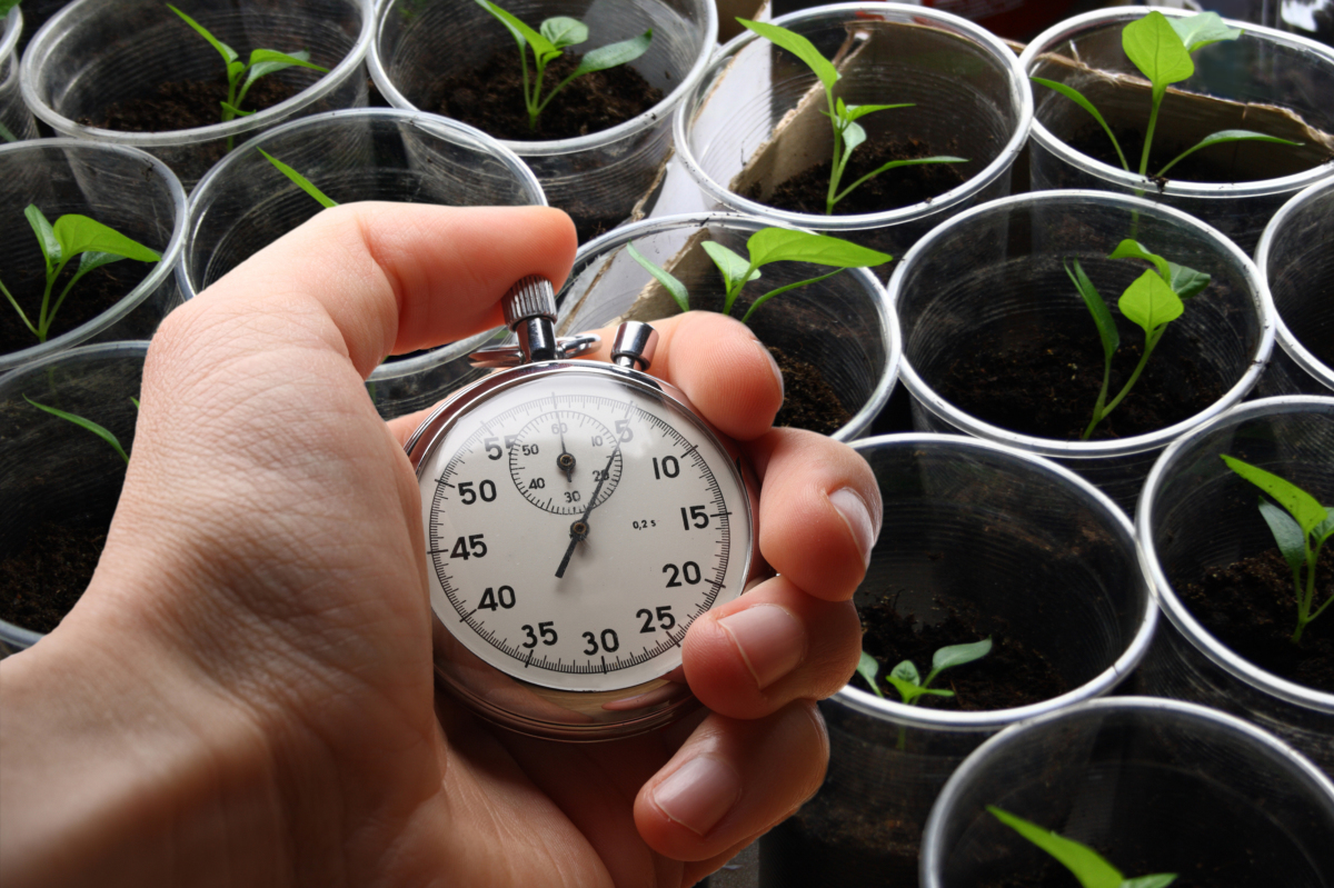 chronomètre devant des pots de jeunes plantes