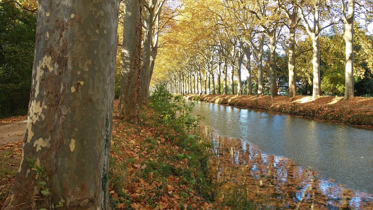 Loi Pinel Ramonville-Saint-Agne - Le canal du Midi à Ramonville-Saint-Agne