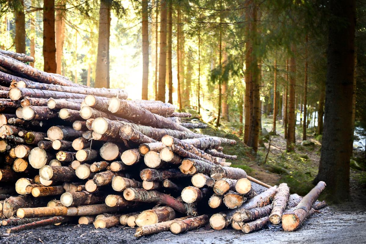 Wood Art Toulouse – un tas de troncs d’arbres