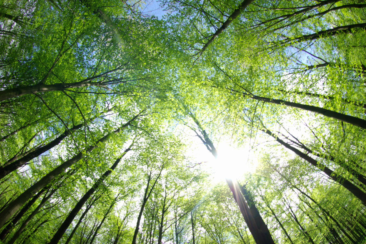Valeur verte logement — une forêt vue du ciel