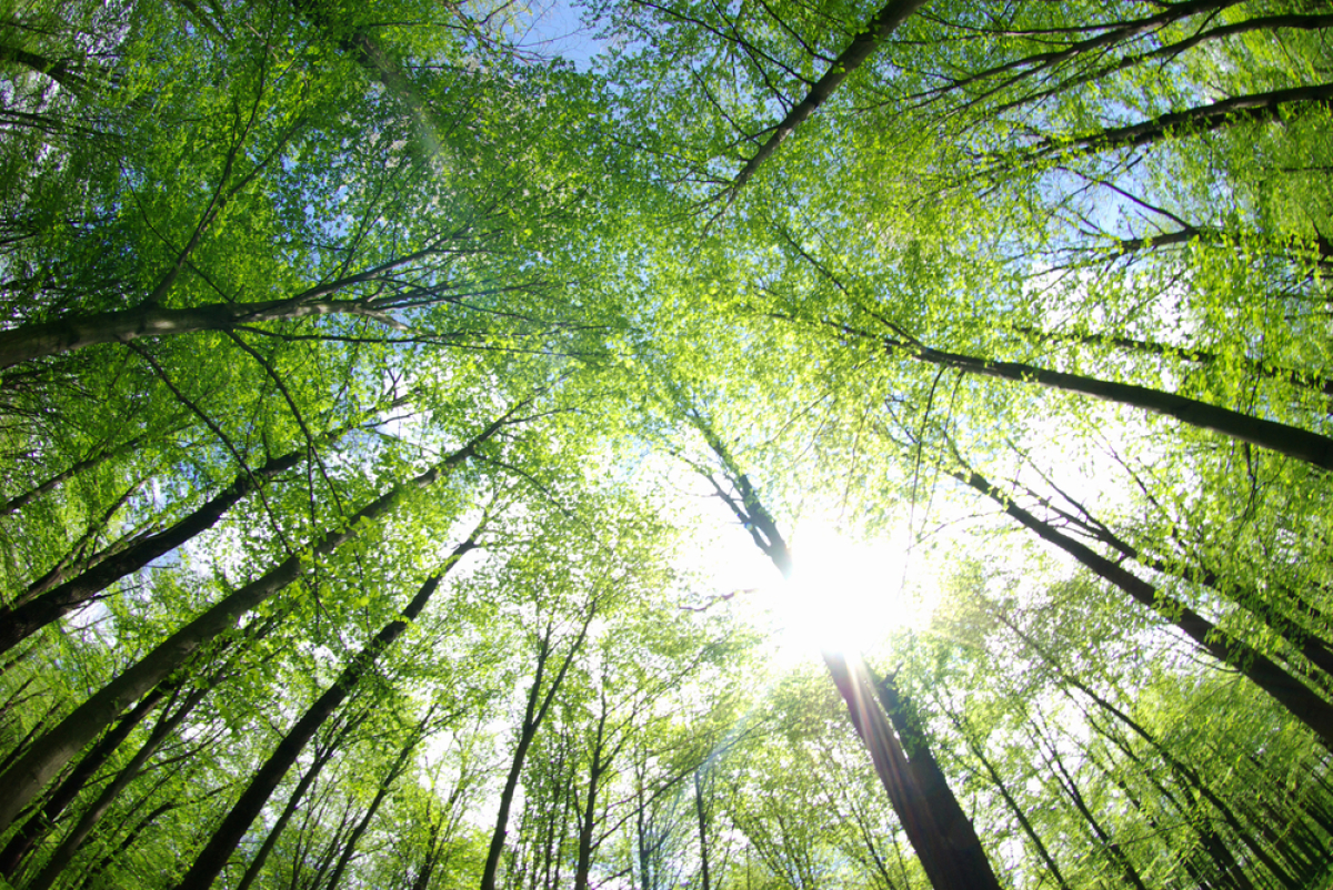L'immobilier durable tend à se populariser Valeur verte logement — une forêt vue du ciel
