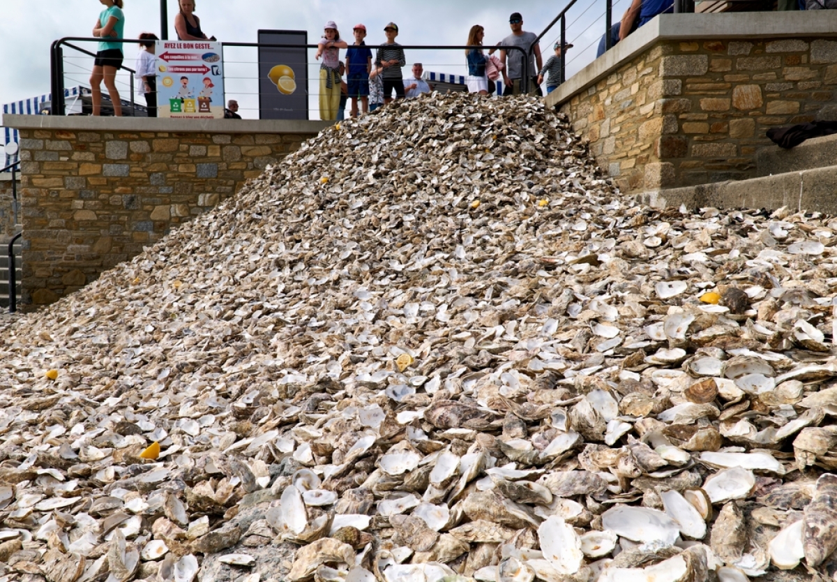 des tas de coquilles d'huitre sur une plage